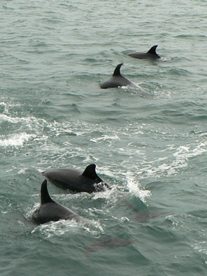 dolfijnen moeder met jong