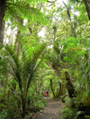 wandeling waipoura forest