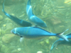 blauwe zeevissen