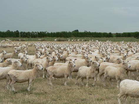 schapenfarm 2