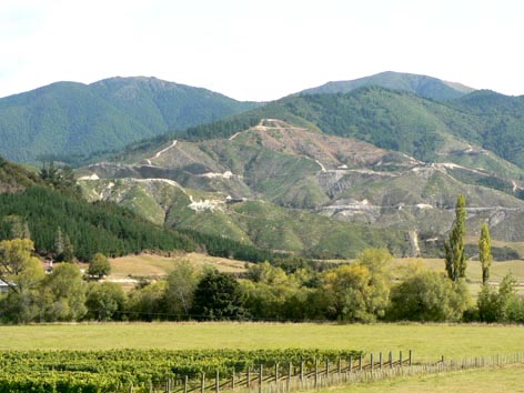 druiven motueka valley